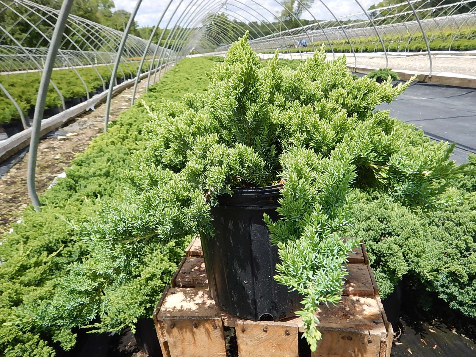 Amazon.com : Dwarf Japanese Garden Juniper, green leafed evergreen